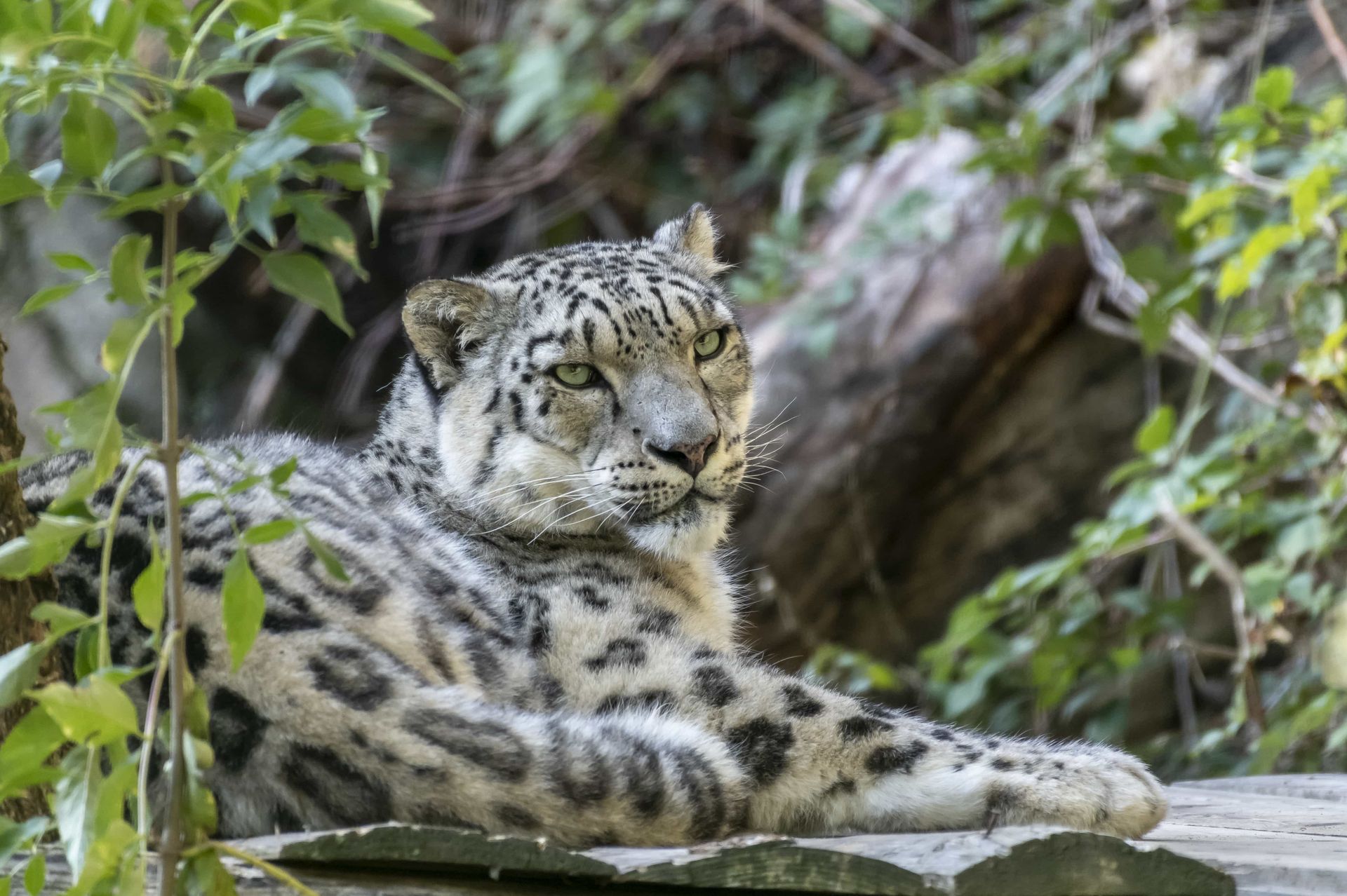 The Parc Animalier d'Auvergne